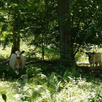 Bild vergr&ouml;&szlig;ern: DuingerWaldKoenigsallee-hutewaldFotoSchulz