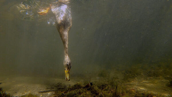 Ente taucht unter Wasser