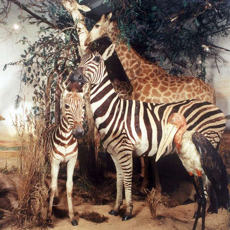 Bild vergrößern: Tiermuseum Alfeld Zebra