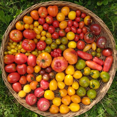 Ein Korb mit verschiedenen Tomatensorten, glänzend, rot, orange, gelb in grünem Gras. Von oben fotografiert.