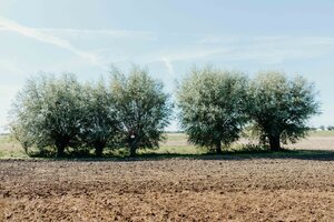 NILS-UDO Die Weide 6