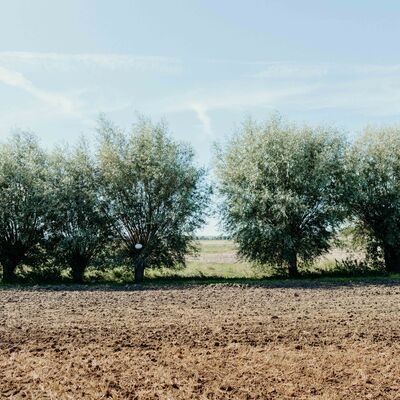 Bild vergr&ouml;&szlig;ern: NILS-UDO Die Weide 6