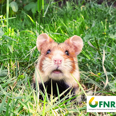 Interner Link: Zur Veranstaltung Das geheimnisvolle Leben der Hamster in Hildesheimer G&auml;rten