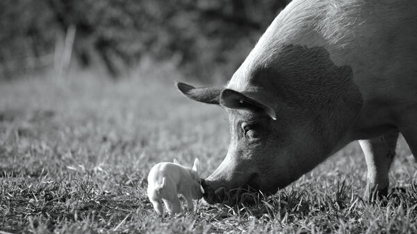 Ein schwarze weißes Bild: rechts schaut ein großes Schwein ins Bild und stuppst mit der Schnauze ein noch sehr junges, kleines Schwein an. 